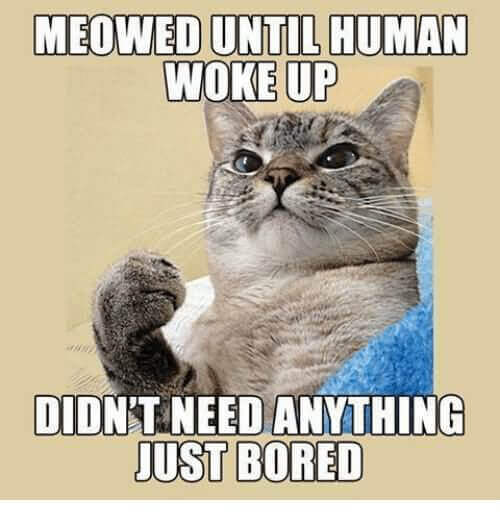 memes about being bored | funny memes about being bored | meme ideas for meme day